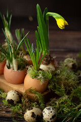 fresh spring flowers in egg shells for Easter celebration on wooden table