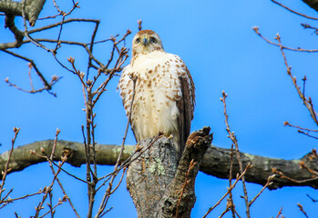 Hawk Perched on a Bare Tree Branch Against a Clear Blue Sky in Early Spring
