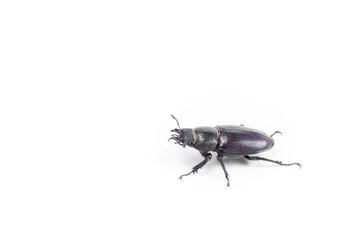 Close-Up of Stag Beetle with Majestic Antlers Against White Background, Lucanus cervus