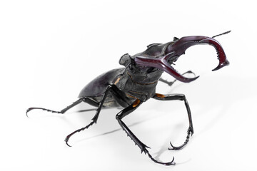 Close-Up of Stag Beetle with Majestic Antlers Against White Background, Lucanus cervus