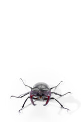 Close-Up of Stag Beetle with Majestic Antlers Against White Background, Lucanus cervus