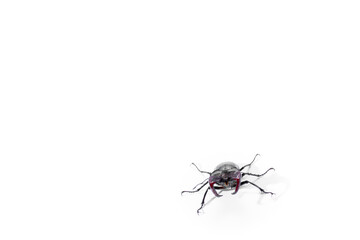 Close-Up of Stag Beetle with Majestic Antlers Against White Background, Lucanus cervus
