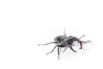 Close-Up of Stag Beetle with Majestic Antlers Against White Background, Lucanus cervus