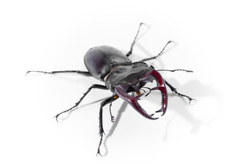 Close-Up of Stag Beetle with Majestic Antlers Against White Background, Lucanus cervus