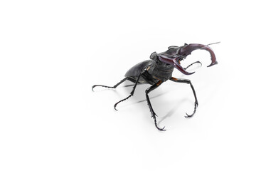Close-Up of Stag Beetle with Majestic Antlers Against White Background, Lucanus cervus