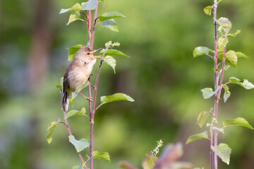 Marsh Warbler