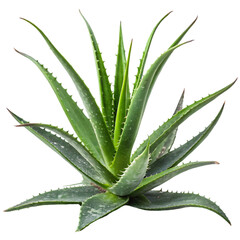 Fototapeta premium Realistic Aloe Vera PNG Isolated on Transparent Background