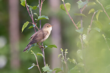 Marsh Warbler