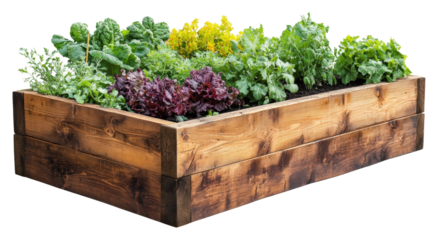Growing vegetables in a wooden raised bed garden outdoor nature isolated on transparent background
