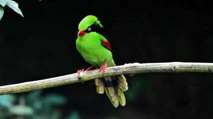 green winged macaw