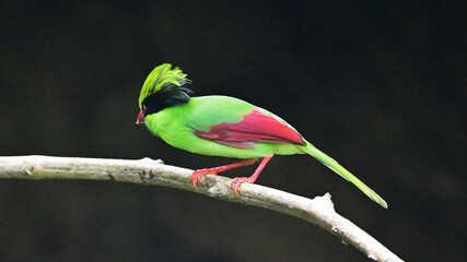 black capped kingfisher