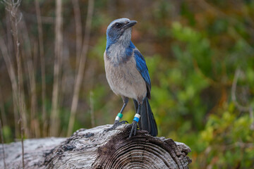 Florida Scrub Jay