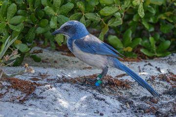 Florida Scrub Jay