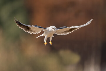 white tailed eagle