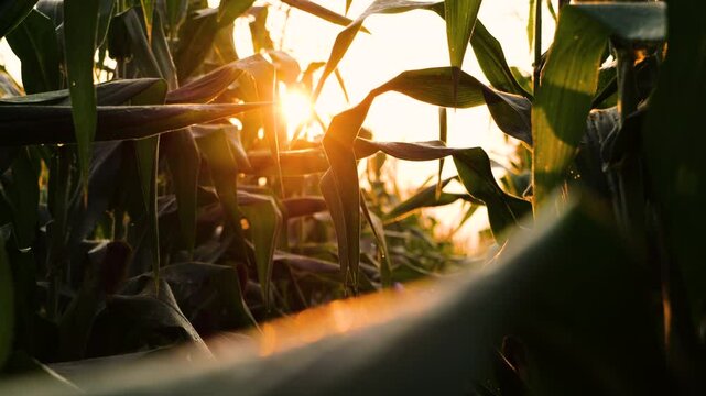 Tilt up shots of a corn plant in the morning with sunlight