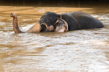 An Indian elephant enjoying a bath in a muddy river at Sri Lanka.