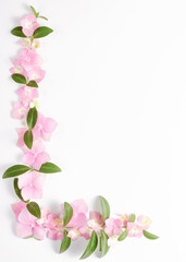 Delicate floral pattern of pink hydrangea flowers blossoms and verdant green leaves against on a white backdrop. Copy space. Perfume floral background, flower for cosmetics