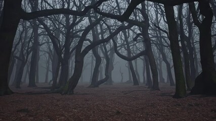 Eerie forest scene with twisted trees in fog, captured at eye level. The mysterious atmosphere is perfect for a suspenseful video backdrop.