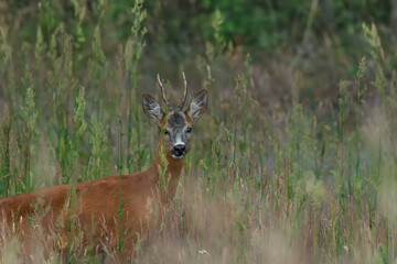 Koziolek sarna europejska z porozem w wysokiej trawie przy lesie patrzy w obiektyw © Paweł Kacperek