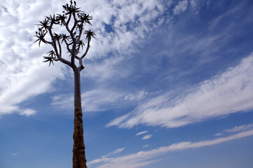 Aloidendron dichotomum au Fish river canyon, Namibie
