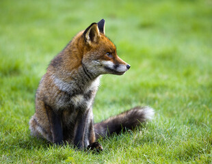An Elegant Red Fox Surrounded by Flora