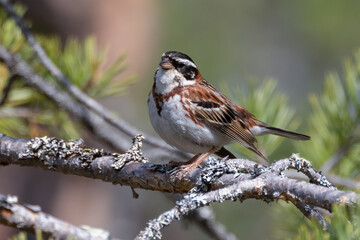 Rustic Bunting