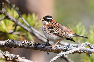 Rustic Bunting