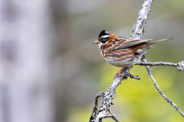 Rustic Bunting