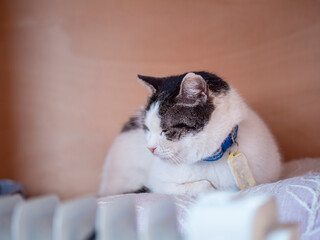 A portrait of a dignified cat resting and lying down, sometimes closing its eyes