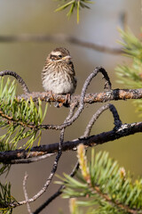 Rustic Bunting