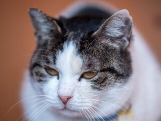 A portrait of a dignified cat resting and lying down, sometimes closing its eyes