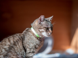 Portrait of a cute cat indoors during the day, a spotted cat sitting on the floor in an apartment