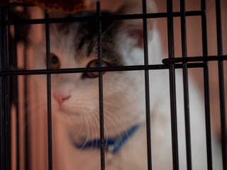 Obraz premium Portrait of a cute cat indoors during the day, a cute and shy cat in a carrier or cage