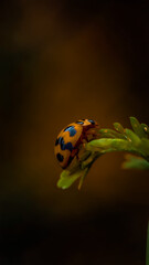 ladybug on green leaf