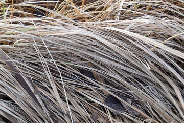 This is dry and gold colored grass in nature in winter time.