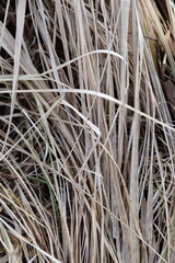 This is dry and gold colored grass in nature in winter time.