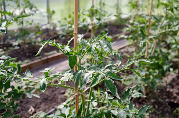 Tomato blooming plants in greenhouse with wooden supports, organic farming concept