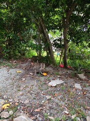 monkey eating fruit in the wild