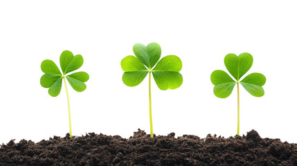 Naklejka premium Growing green clovers nature setting plant life view isolated on transparent background