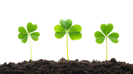 Growing green clovers nature setting plant life view isolated on transparent background