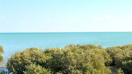 Mangrove forests thrive under coastal sunlight, canopy filtering air, stabilizing shore, fostering...