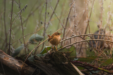 robin on a branch