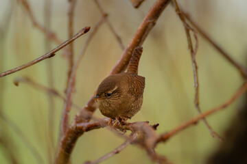 robin on branch