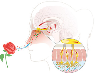 Sense of smell, woman with a rose, detailed illustration of the olfactory region, labeled medically illustration