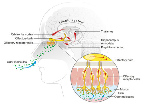 Olfactory sense, sense of smell, detailed illustration of the olfactory region, labeled, medically illustration