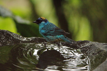 Golden-naped tanager (Chalcothraupis ruficervix) in a bird bath in the Intag Valley, Cuellaje, Ecuador