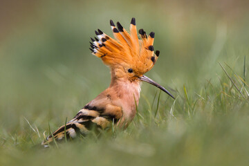 Dudek, hoopoe, Upupa epops © Michal Przystas