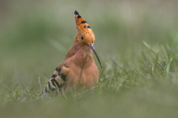 Dudek, hoopoe, Upupa epops © Michal Przystas