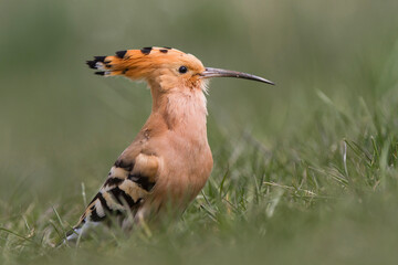 Dudek, hoopoe, Upupa epops © Michal Przystas