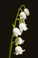 Fototapeta premium white orchid on black background